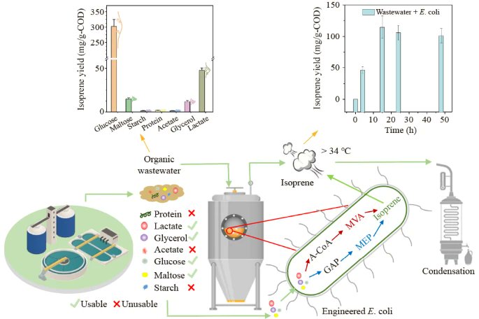 🌿 Exciting news in renewable biosynthesis! Discover how a synthetic biology approach transforms wastewater into isoprene. #RenewableEnergy #SyntheticBiology #WastewaterReuse
Read more: link.springer.com/article/10.100…