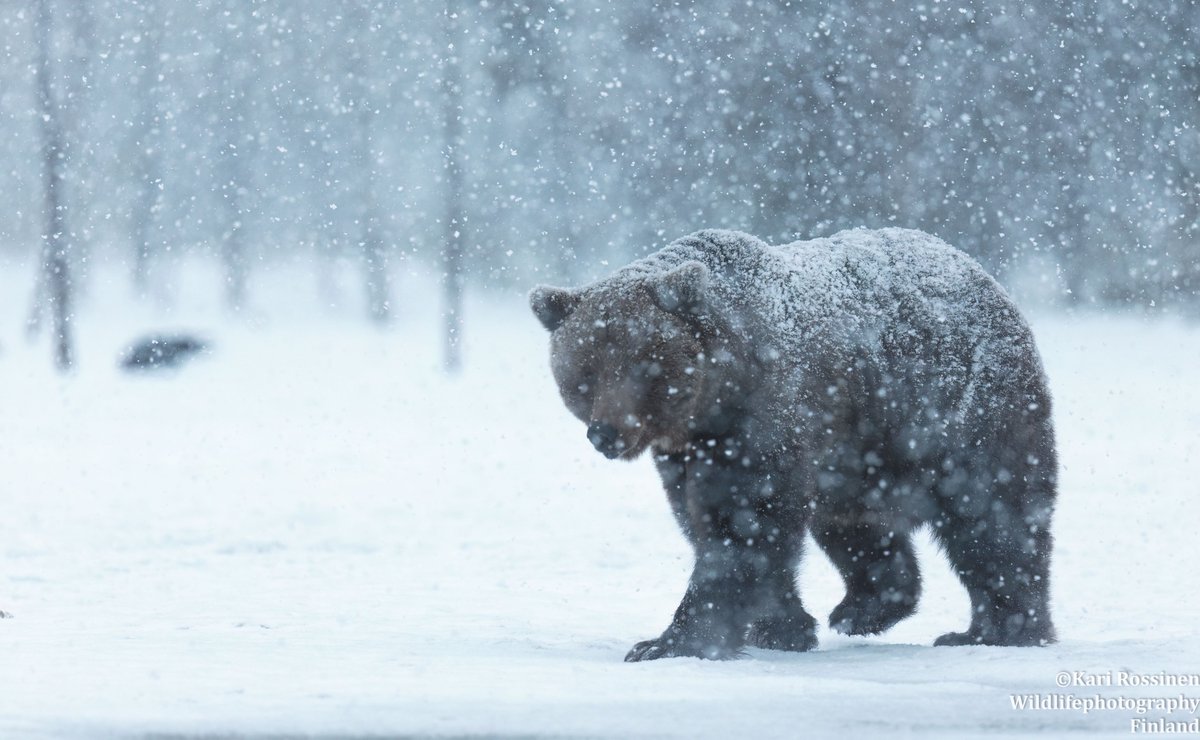 Karhu lumisateessa. #bear #snowing #storm #spring