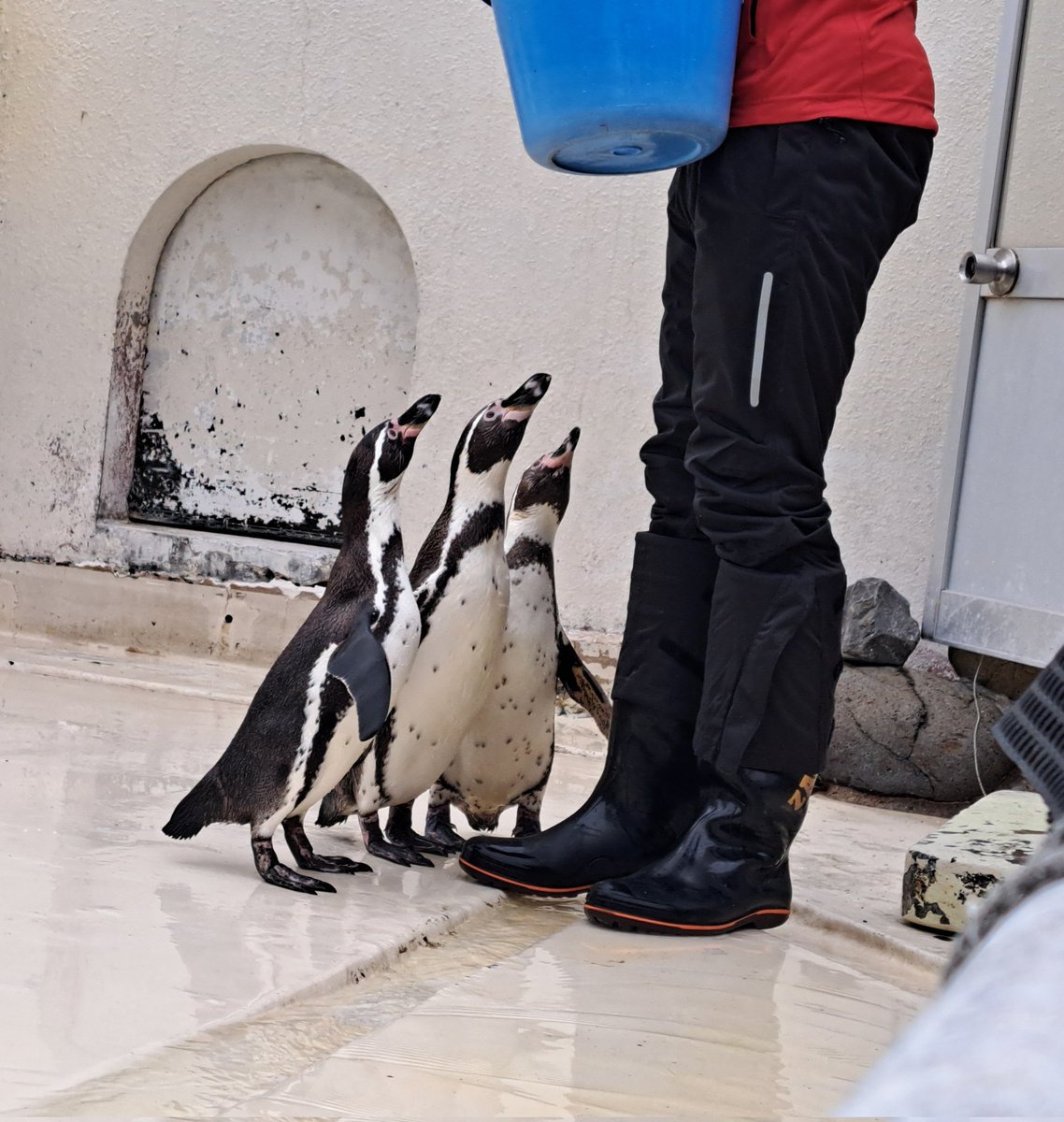 釘付けなのかわい～～
左から…
(13歳　#ニナ)
(2歳　#トワ)
(21歳　#ノブナリ)

#おたる水族館
#フンボルトペンギン
#ペンギン
#おた水ラブ