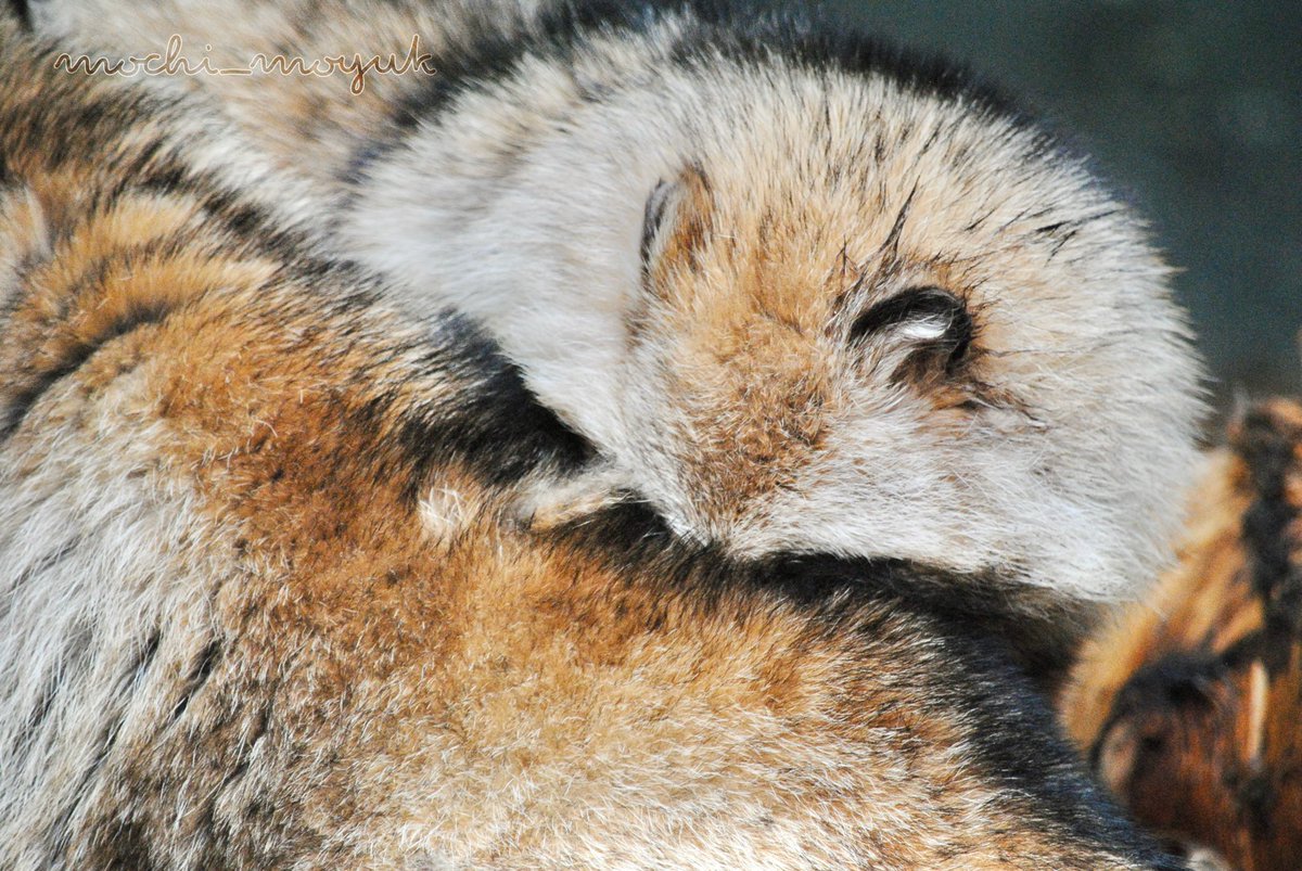 ｽﾎﾟｯ

ｽﾞﾓﾓﾓ……
 #円山動物園  #エゾタヌキ  #リク