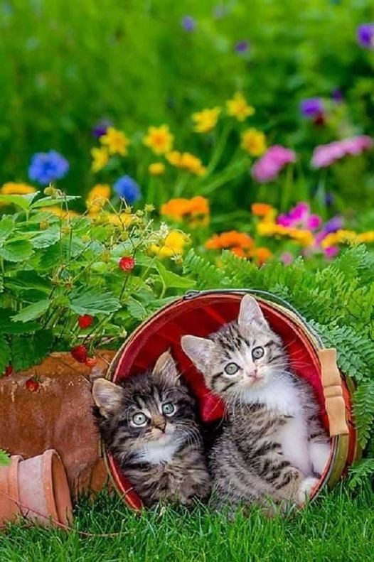 Caroline011x's tweet photo. ☆•☆ Good morning and I wish you all a happy Wednesday. 🌺😍😻❤👋 ☆•☆ https://t.co/EGkf2BBG7P