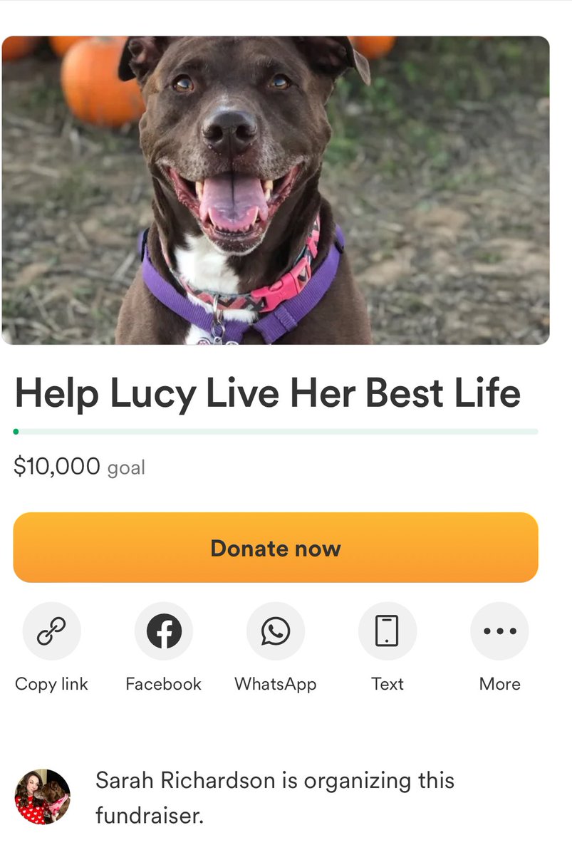 HistoryChick41's tweet photo. https://t.co/oZ7Kf8DR8r #SaveLucy #cancersucks https://t.co/1RAlOxkKJ0