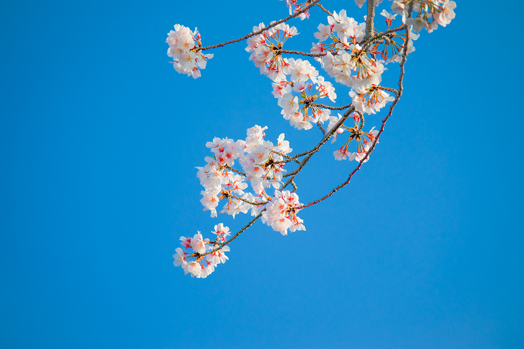 【青空と桜】

#桜 #春 #sakura #春の花
#Japan #愛媛 #四国 #花 #flower #photo 
#canon #canonphotography
#ファインダー越しの私の世界 #sky
#写真好きな人と繋がりたい #写真
#カメラマンさんと繋がりたい
#カメラ好きな人と繋がりたい #日本
#カメラ #カメラ初心者 #photography