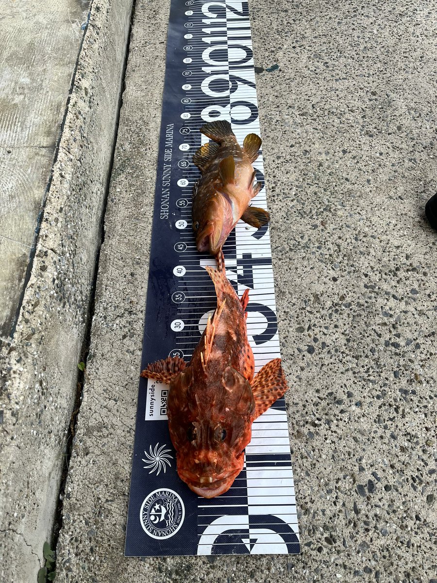yamataka6's tweet photo. 先週土曜日の浦賀からの釣行
真鯛狙い。
浦賀航路南の真鯛船団の後方で邪魔にならないように船を流してました。
潮が早くタイラバはリールを巻かず、つまりトローリング。
同行者が良型鬼カサゴをゲットしてびっくり。水深40メートルなのに。あと、良型キジハタも。
私は、、船長に専念してました。 https://t.co/74DeDuAnS2