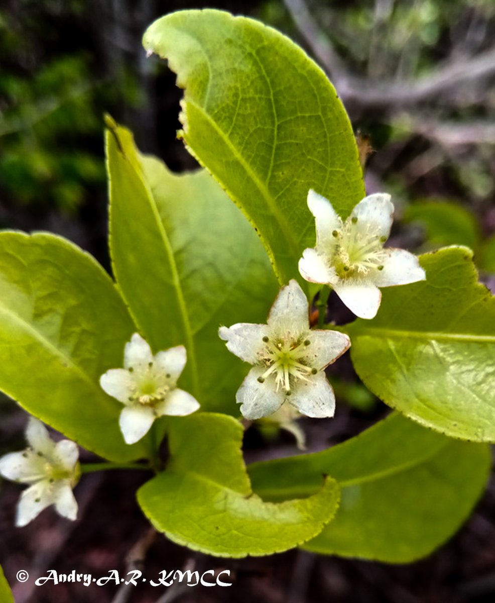 POTD – Psorospermum malifolium (IUCN LC), #Malpighiales, #Hypericaceae, shrub #endemic to #Madagascar, recorded in #Bongolava_PA, #Sofia_Region, #Accelerated_Taxonomy.