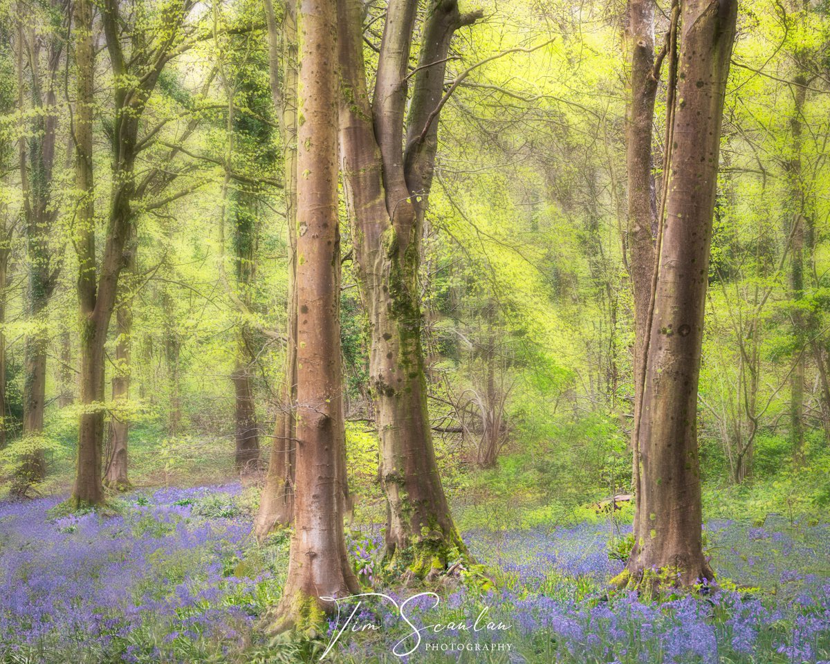 St Pierre Great Wood, Monmouthshire