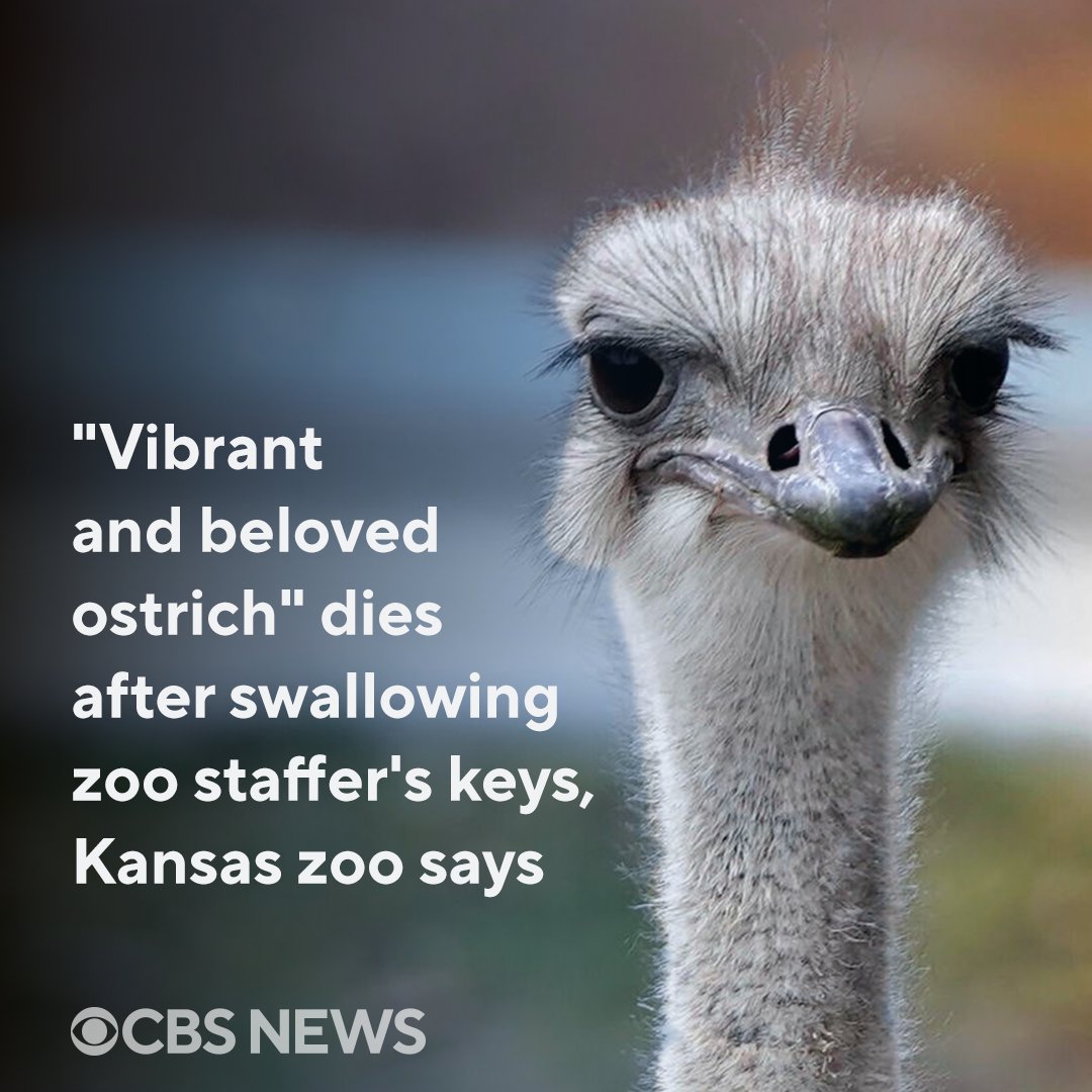 Karen, a 'vibrant and beloved ostrich' at the Topeka Zoo, died after swallowing keys she nabbed from a staffer, the zoo announced on Facebook last week. cbsn.ws/3WcdtbC