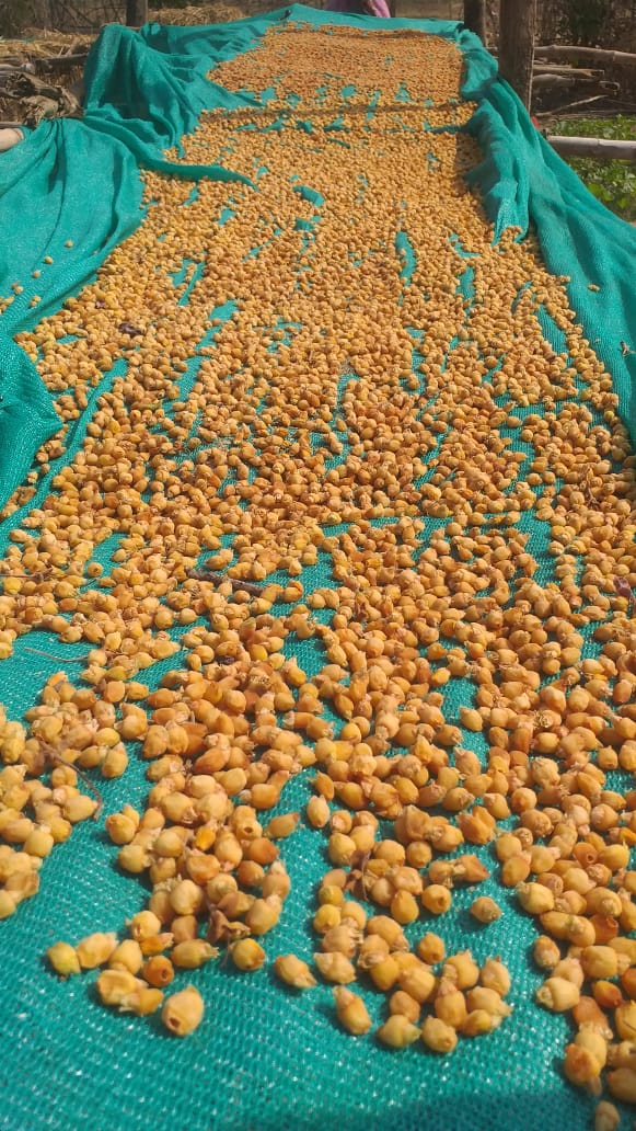 Food-grade Mahua being collected in Mahua-nets, distributed by MP Forest Dept. This will be later exported to some European countries, at handsome prices. It will ensure significant rise in the incomes of Tribal community. PC : @KshitijIFS (DFO Sidhi)