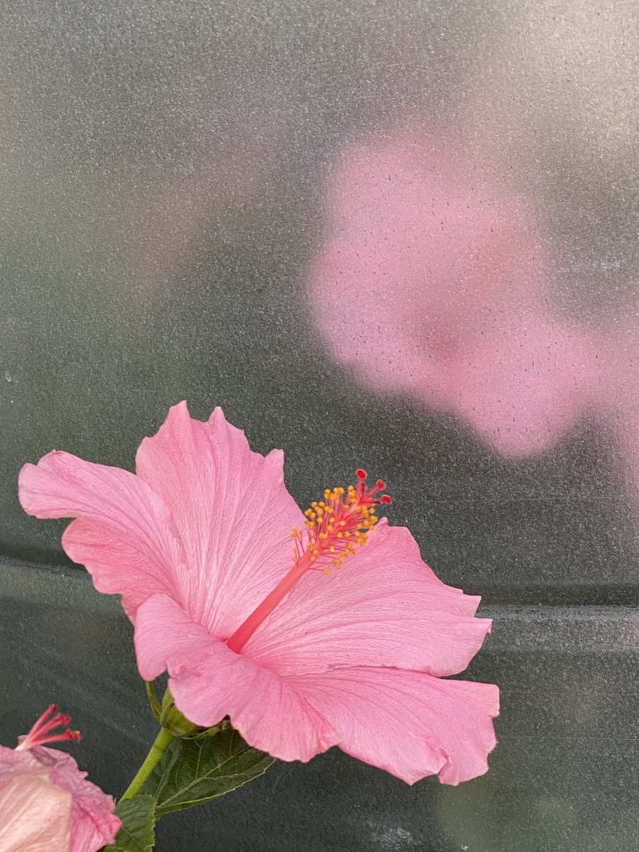 Pink reflections. #ATX #FlowerReport #lookingup 🌸