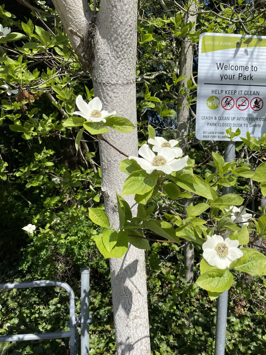 The dogwoods are out (fun fact: Dogwoods are the provincial flower of BC)
