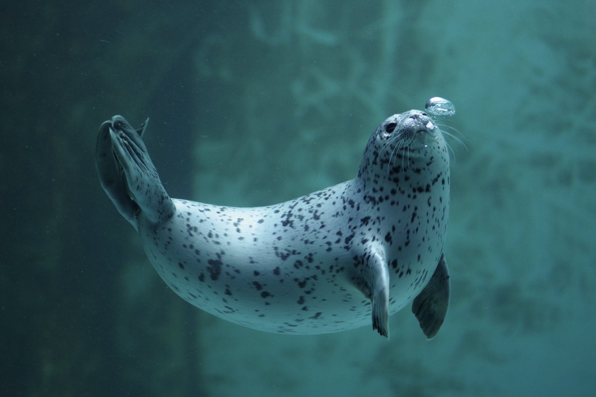 立派なちびごまふ🫧🦭

2024.04 #男鹿水族館GAO
#ゴマフアザラシ #みずき仔