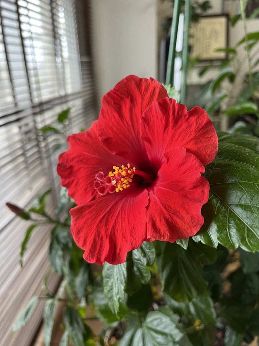 chihuahuadash's tweet photo. 今朝咲いたハイビスカス🌺
約3年振りに咲きました
今年はいっぱい咲いてね🌈 https://t.co/vg5Fzmxk4O