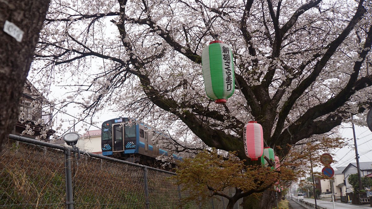相模原市南区の磯部・新戸にある、相模線沿いの桜並木を見てきました。
sagaminami.com/entry/sizebun/…
#相模原市　#新磯　#相武台下　#相模線　#桜