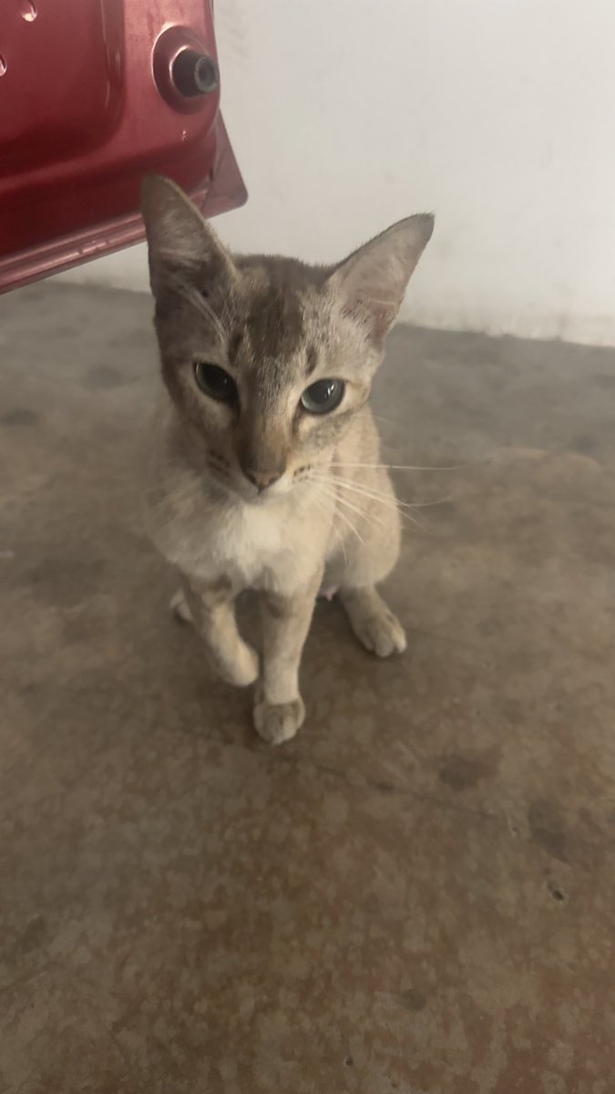 mrspuredelight's tweet photo. Kau sibuk perkilatkan istana seberang
Kau sanggup biar saja pondok itu usang
Kau sibuk jaga sekelian orang
Kau abai saja &amp;sanggup berperang

Kau janjikan semua terang
Kau hadirkan rahang terlarang
Kau cabut gigi sampai rompong
Kau robek hati sampai tinggal kosong
-Srikandi Lelah- https://t.co/jNGoNQze6D
