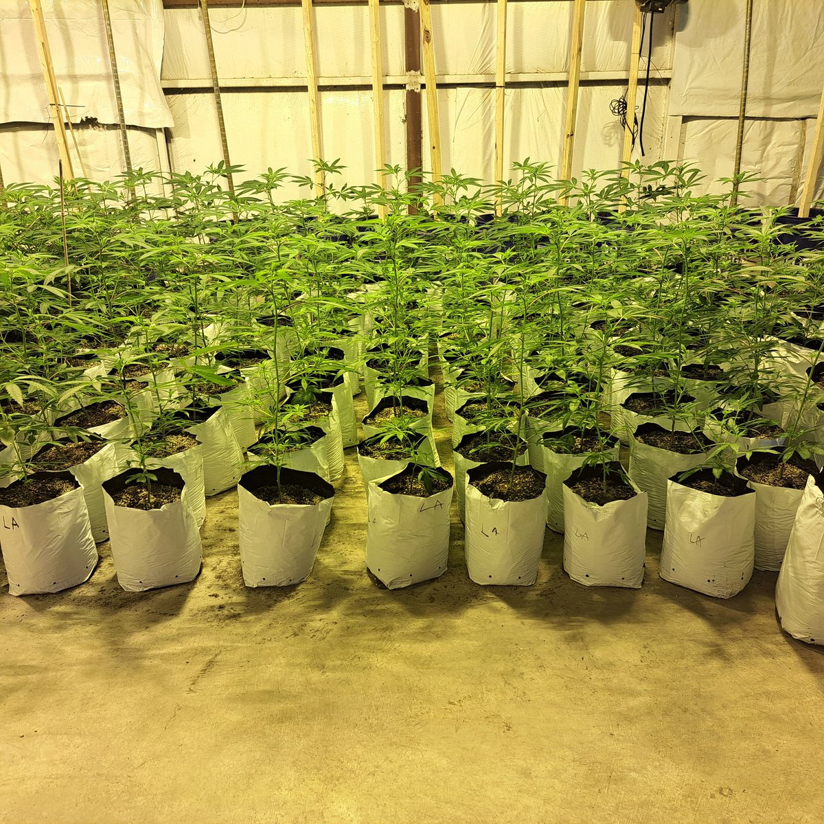 deepwoodsok's tweet photo. Ducks all in a row....   uniformity is everything when growing big BUDS! https://t.co/yiE6wIbcX4