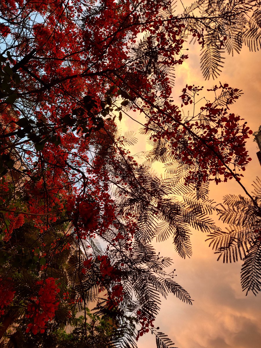 Rainwashed sky. Sunset. Gulmohar in bloom. #nofilter