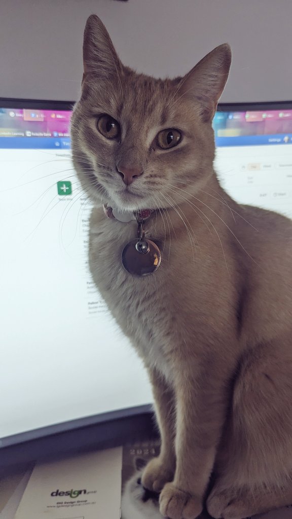 Felicia Anne tweet media