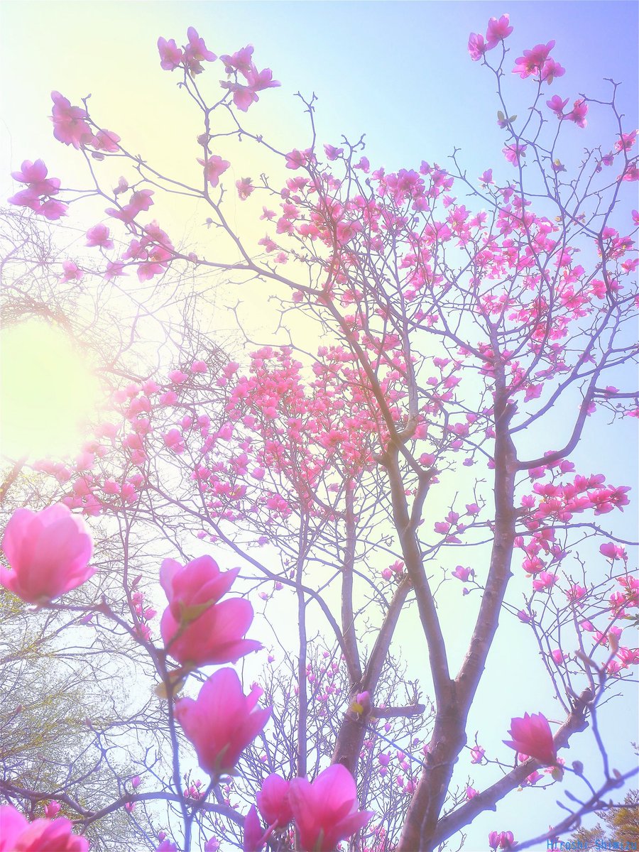 紫色が降り注ぐ
たくさんの花が咲いた
シモクレン(紫木蓮)
花が大きく迫力の光景だった

#NaturePhotography