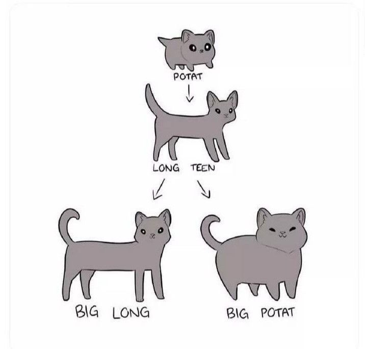 #san as the life cycle of a cat, a cute unserious thread 🤭💛