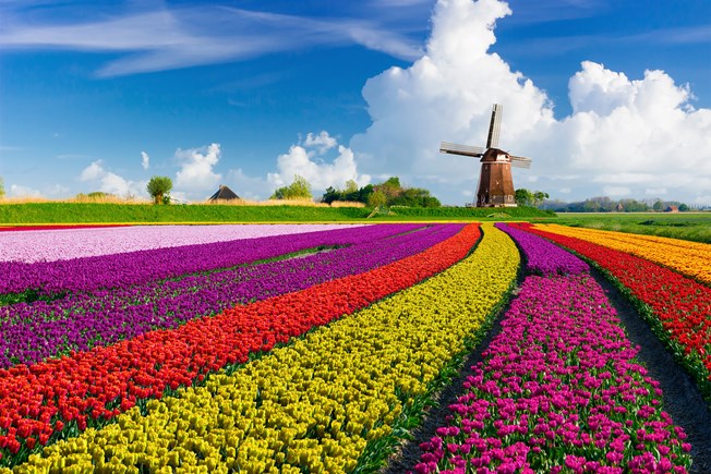 Places everyone should see in person before they die - a thread 👇🧵 pt. 1/

1. Keukenhof, tulip season in The Netherlands🇳🇱