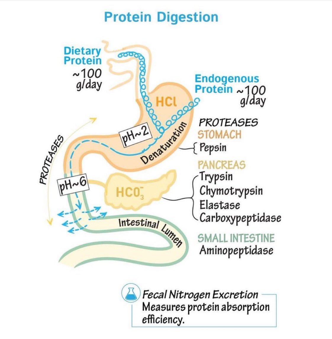 Protein Digestion @Paul_Wischmeyer #MedEd #Protein #FOAMed