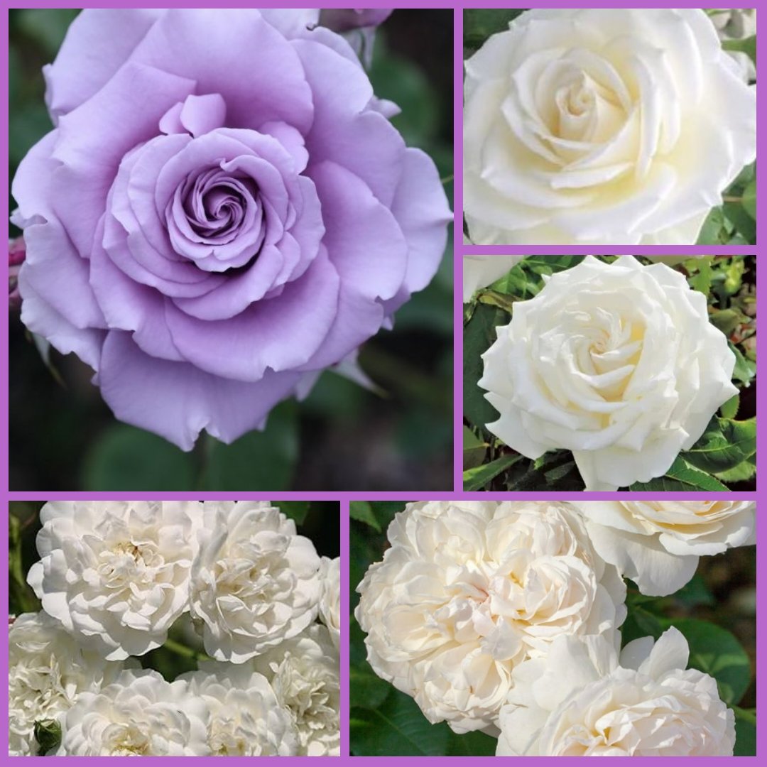 I hope this #RoseWednesday brings you #peace #love and #comfort 🤍💜🌹 #Flowers #roses 🌹🌹🌹🌹🌹🌹🌹🌹💜🤍💜🤍💜🤍💜🤍💜🤍💜