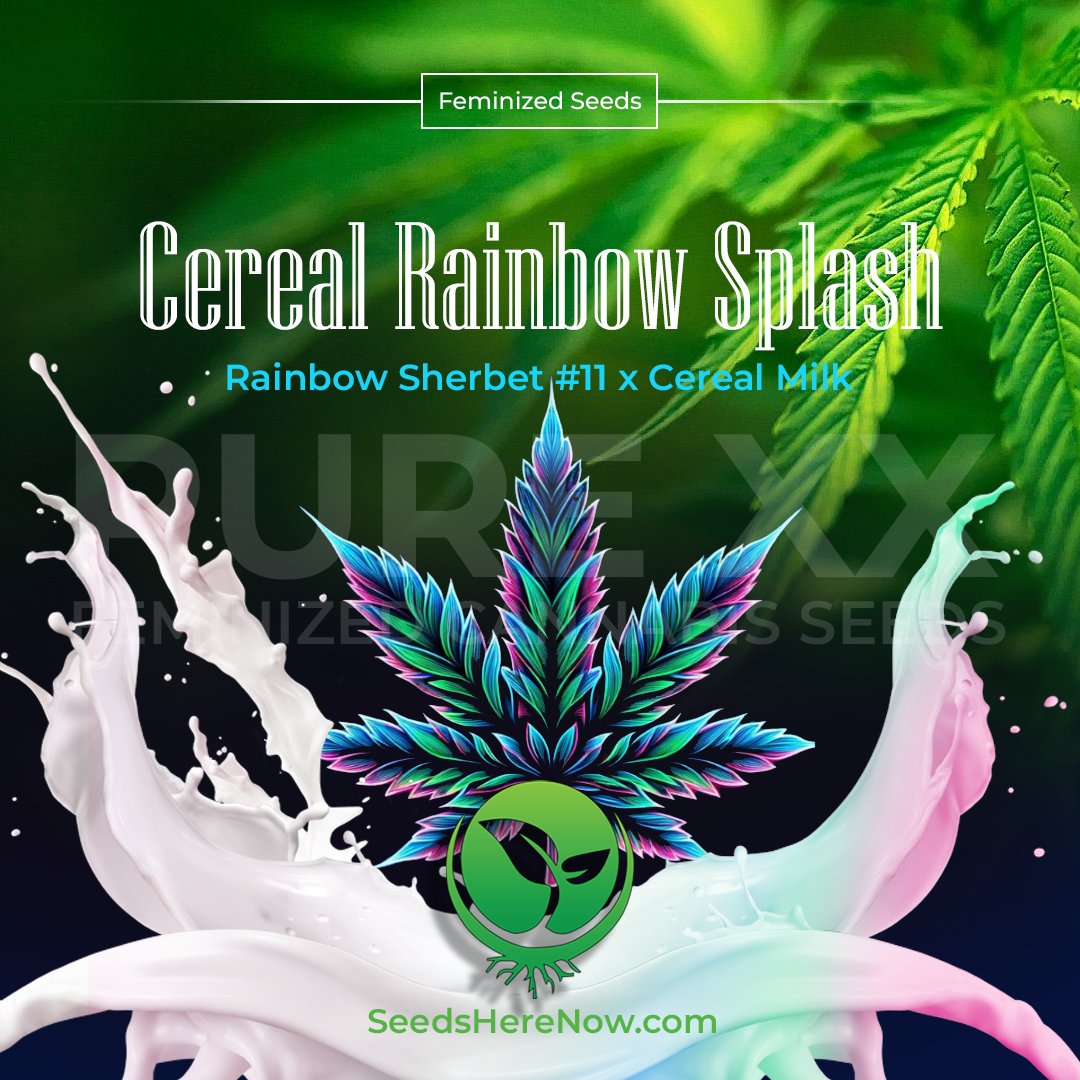 The aroma is a delightful mix of fruity, berry-like notes blended with the sweet, creamy essence of cereal. A  treat for the senses: tinyurl.com/SHN-cereal-rai… 

#seedsherenow #growbudyourself #CannabisCommunity #cannabislife #420friendly #420Life #cannabisgrowers