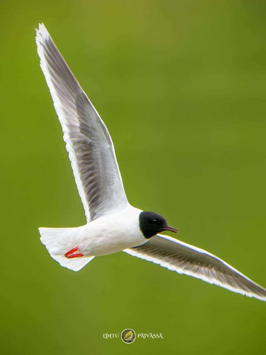 Pikkulokki • Dvärgmås • Little Gull (Larus minutus)