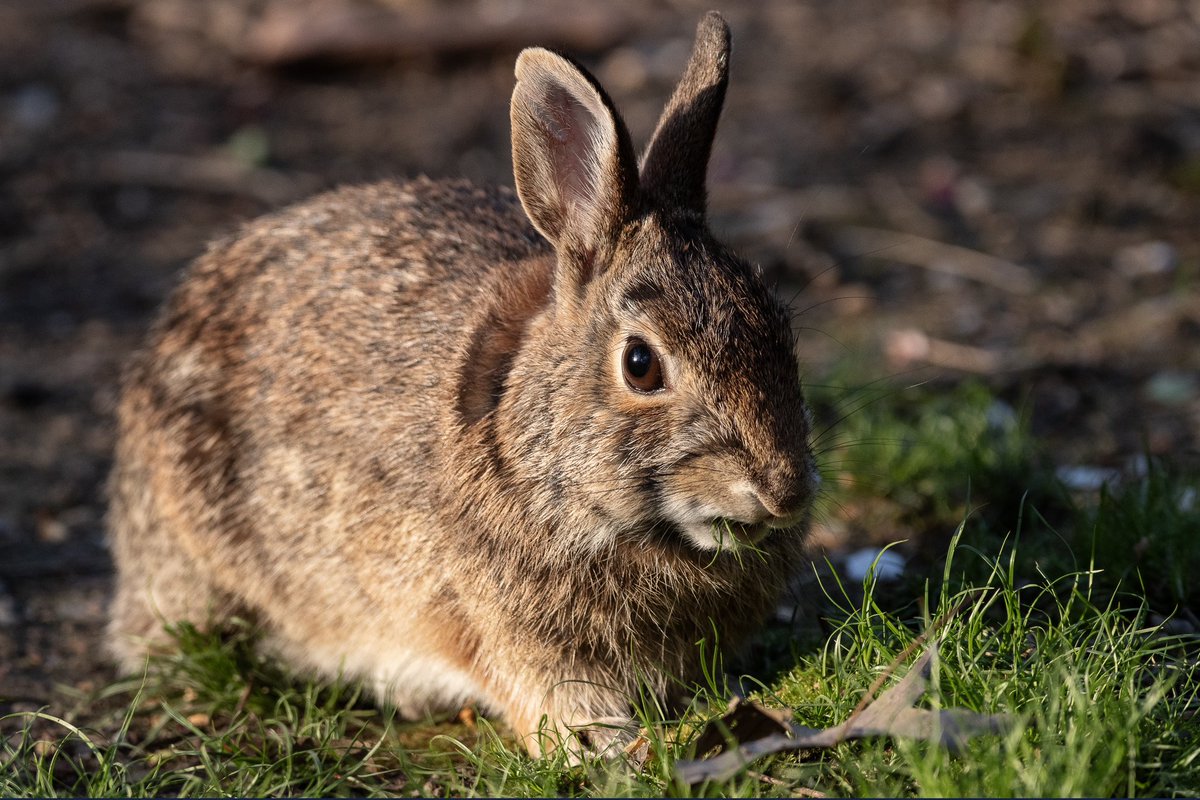 Cottontail rabbit in the ramble this evening #birdcpp