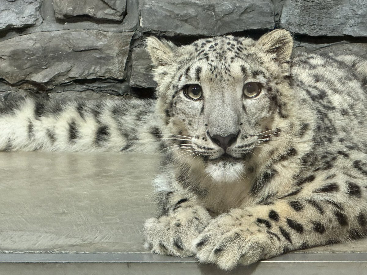 お嬢さんかわいいね！一緒に肉食べない？🥩

#いしかわ動物園 #ユキヒョウ #ヒメル