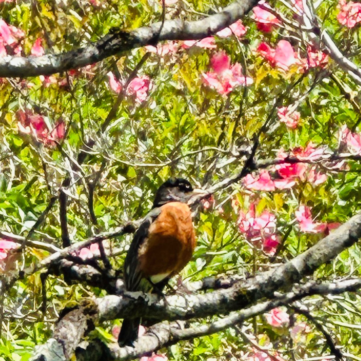 Here is a happy spring picture taken of a robin on #topdoctor in #Plasticsurgery Dr Craig R Dufresne's research assistant's family farm to brighten up your week. If you would like to discuss brightening up and giving a spring refresh to your appearance, call 7032073065