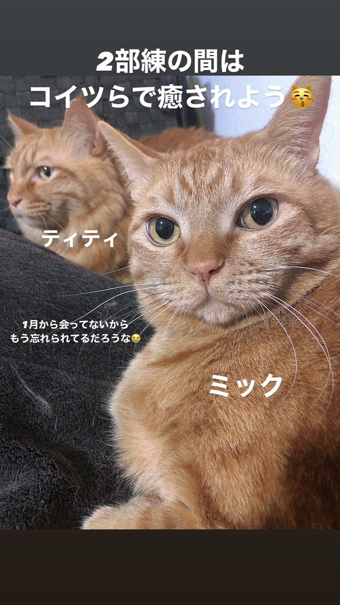 あーコイツらに会いてぇ〜😹
#猫がいる幸せ
#猫のいる暮らし 
#捨て猫
#迷い猫
#保護猫
#猫好きさんと繋がりたい