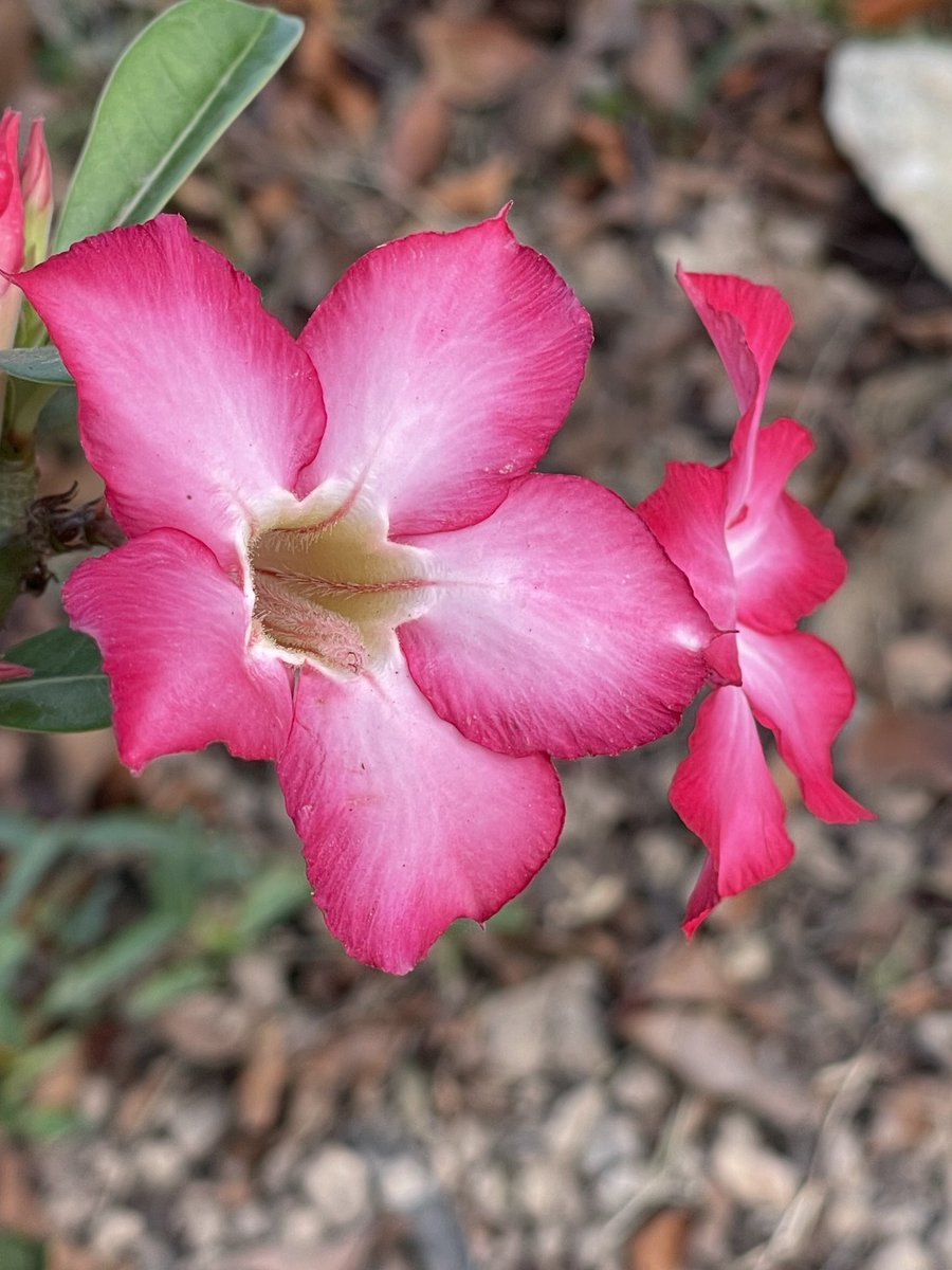 Đang ở bên này mà bảo mọi người ghé sang kênh youtube của mình chơi chắc anh Musk mắng te tua nhỉ😀.