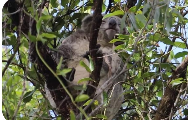 Walker Corporation in Appin NSW . Given green light to build massive urban sprawl on koala habitat by @tanya_plibersek Koala , 3 April 2023 Macquariedale Road Reports of illegal clearing by Walkers to be pursued by Wollondilly Council @wdillycouncil