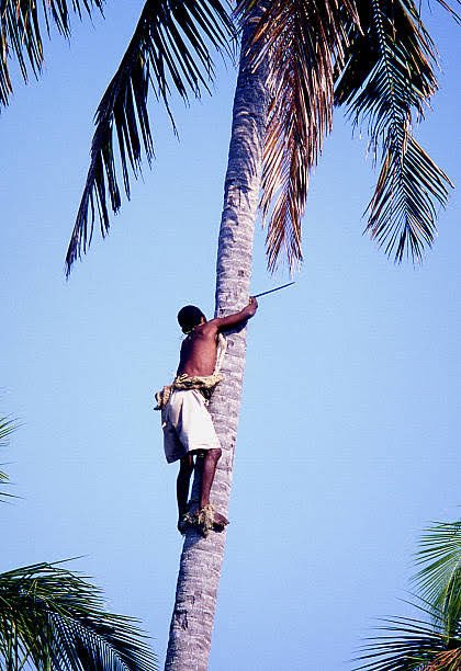 #GinjahTime with @bigmoNaija : Stainless say make we tell you say “To climb palm tree no get shortcut'…

Oya send ya own ginjah… 

#ChookMouth #UnaWakeUpShow #WonderfulWednesday  

WhatsApp 0809-993-0172 & Call: 070-0995-0995
