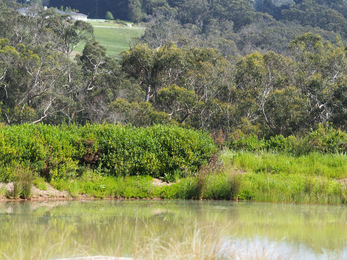 🌏 Our approach for estimating #MethaneEmissions from agricultural ponds is now part of the latest Australian National Inventory Report on #greenhousegases. Dive into the details of our research and its implications for Australia's ecosystems: dcceew.gov.au/climate-change…