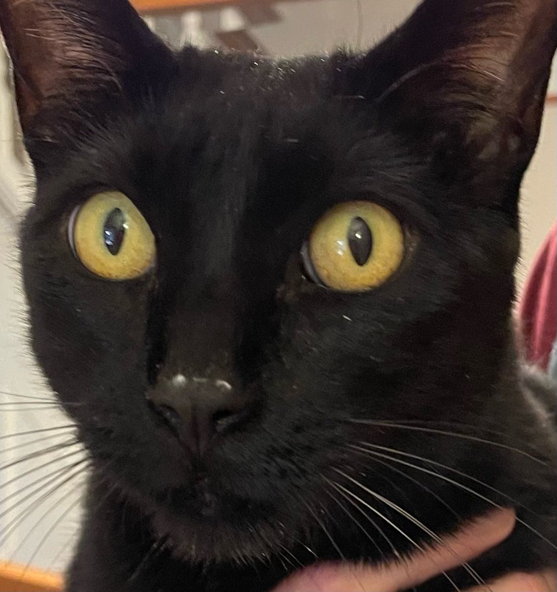 Rolf report 24 April: Busted! Somebody dipped his schnoz in the squirty cream again, and it might have been me. Rolf x