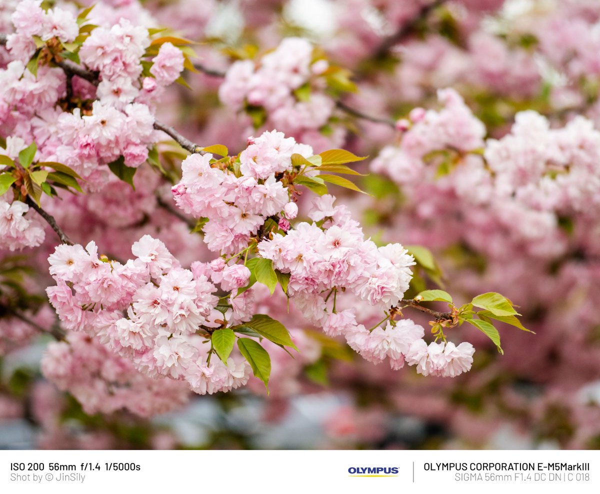 jinsily_picture's tweet photo. 하남미사공원
#OLYMPUS #OMSYSTEM #M5mark3
#SIGMA #56mmF14
#겹벚꽃 https://t.co/N3HFtLIeep