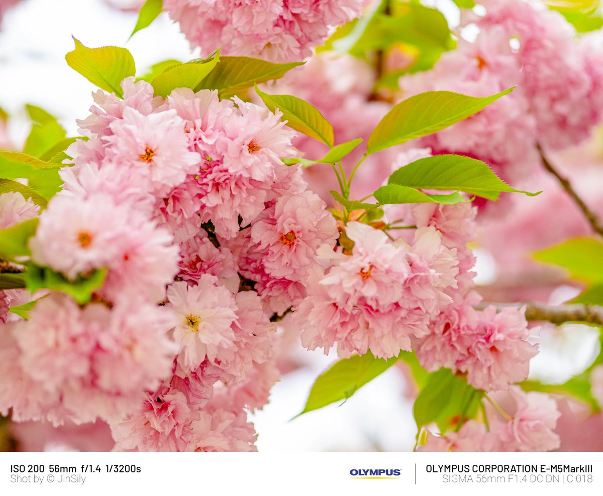jinsily_picture's tweet photo. 하남미사공원
#OLYMPUS #OMSYSTEM #M5mark3
#SIGMA #56mmF14
#겹벚꽃 https://t.co/N3HFtLIeep
