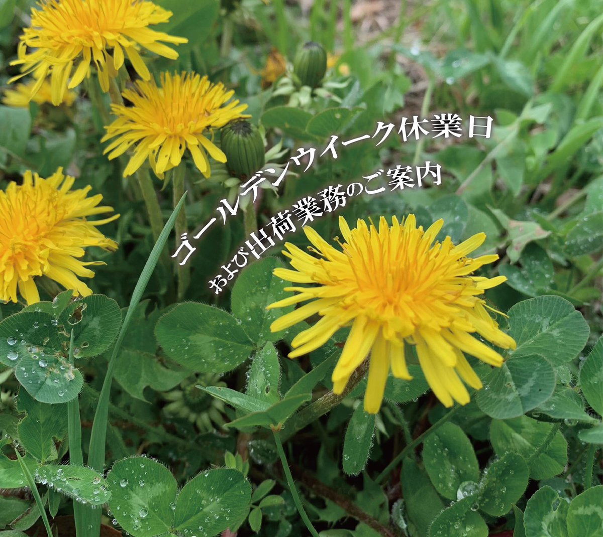 mastermind0512's tweet image. ゴールデンウィーク休業期間
2024年4月27日（土）～2024年4月29日（月）
2024年5月3日(金)～2024年5月6日（月）
5月4日(土)サポートセンター窓口はお休みさせていただきます。
お客さまには大変ご迷惑をおかけしますが、何卒ご了承くださいますようお願い申し上げます。