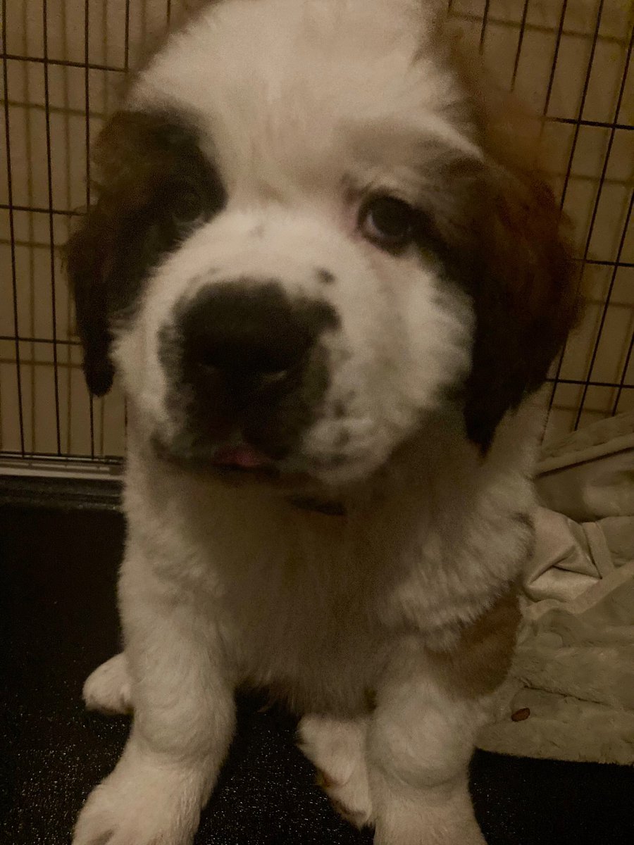 This is what a mischievous asshole looks like.

#puppy #stbernard