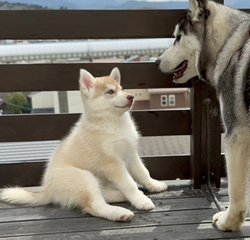 素敵すぎるタグ〜🥰 かいはずっと可愛い〜 とわとうたそっくり過ぎる😭 最初は怖がってたういはその後我が家の女帝となる🤣 #ハスキー春のパピー祭り