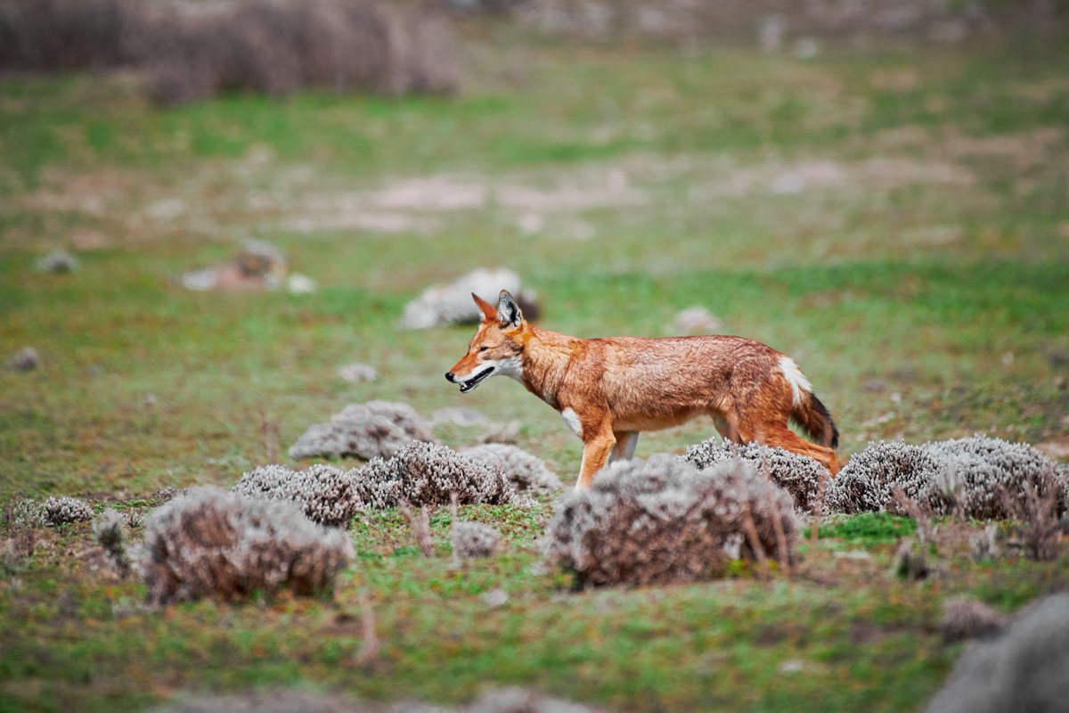 bownaankamal's tweet photo. Wildlife Life of Ethiopia and Uganda
1)Ethiopian wolf | Bale Mountain | Ethiopia
2)Gambian Sun Squirrel | Lake Awasa | Ethiopia
3)Gelada Baboon | Debree libanos | Ethiopia
4)Chimpanzee | Kyambura Gorge Uganda
#wildlifeofficial #nikonnature #wildlife #excitingafrica #safari #Iamnikon #bownaankamal #biodiversityhub