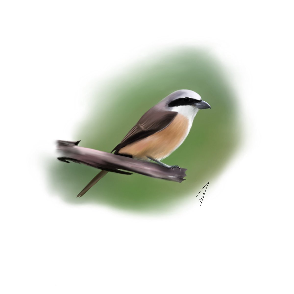 Brown Shrike / Braunwürger for / für @BirdWhisperers 🦉🪶 #birdwhispererproject #birdwhisperer #kleineKunstklasse #digitalart #digitaldrawing #procreate #procreateart #birds