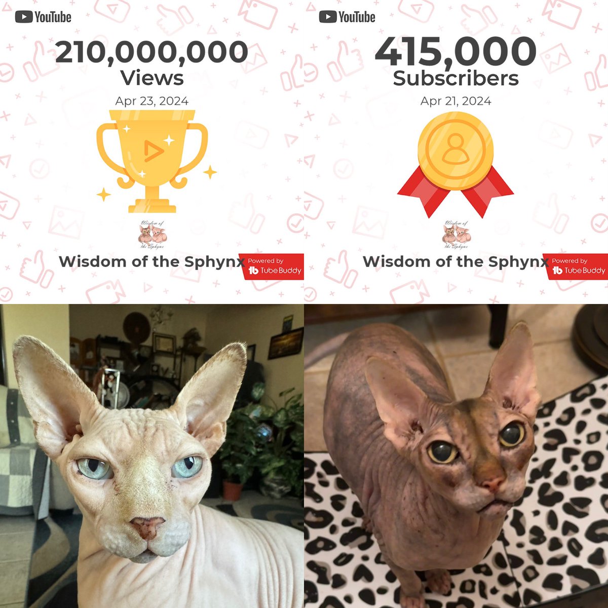 Nova and Scout are hitting new #milestones on our march to #1millionsubscribers and doing our part to keep #Cats continue to #ruletheinternet

youtube.com/@WisdomoftheSp…

#sphynx #Youtube #hairlesscats #pets #paws