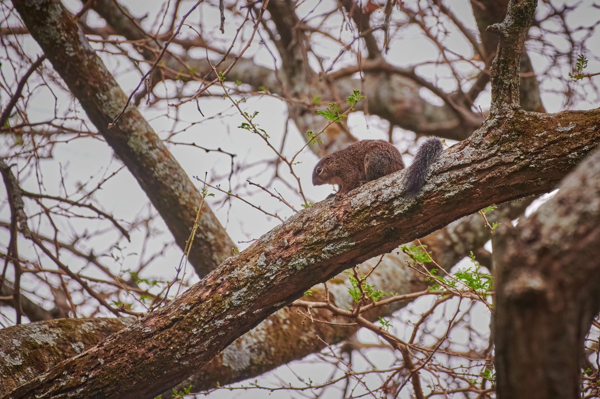 bownaankamal's tweet photo. Wildlife Life of Ethiopia and Uganda
1)Ethiopian wolf | Bale Mountain | Ethiopia
2)Gambian Sun Squirrel | Lake Awasa | Ethiopia
3)Gelada Baboon | Debree libanos | Ethiopia
4)Chimpanzee | Kyambura Gorge Uganda
#wildlifeofficial #nikonnature #wildlife #excitingafrica #safari #Iamnikon #bownaankamal #biodiversityhub