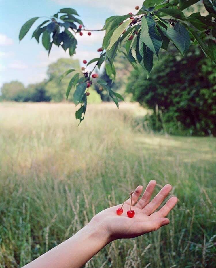 “Così siamo cresciuti tu ed io, simili a due ciliegie, nate in coppia, che sembrano divise ma nella divisione sono unite' #Shakespeare, Sogno di una notte di mezza estate. Foto di Ning Kai e Sabrina Scarpa, via newyorkerphoto.