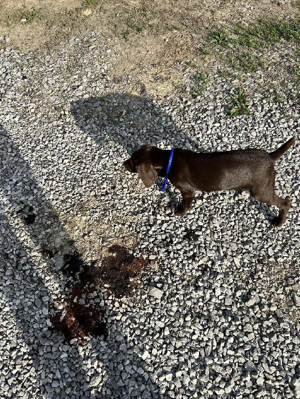 GERMAN SHORTHAIR POINTER PUP dlvr.it/T5wncF on gundogcentral.com #gundogcentral #birddogs #gundogs