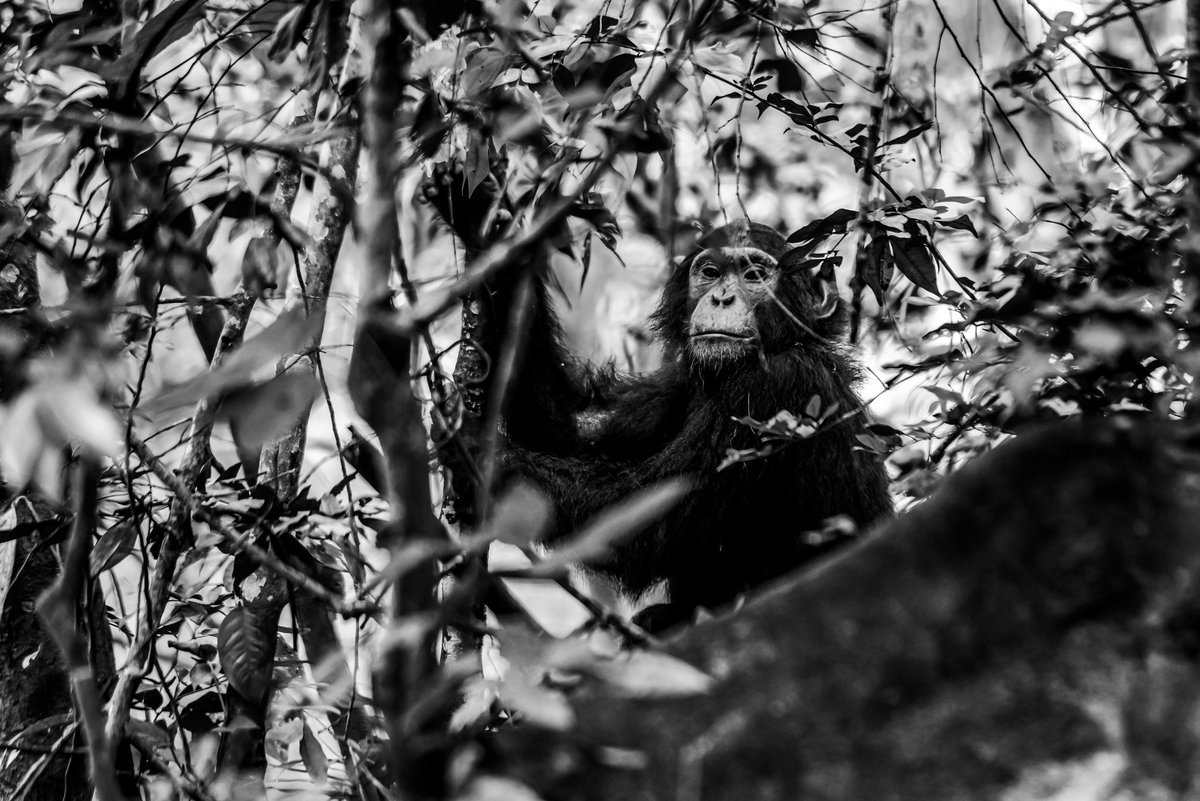 bownaankamal's tweet photo. Wildlife Life of Ethiopia and Uganda
1)Ethiopian wolf | Bale Mountain | Ethiopia
2)Gambian Sun Squirrel | Lake Awasa | Ethiopia
3)Gelada Baboon | Debree libanos | Ethiopia
4)Chimpanzee | Kyambura Gorge Uganda
#wildlifeofficial #nikonnature #wildlife #excitingafrica #safari #Iamnikon #bownaankamal #biodiversityhub