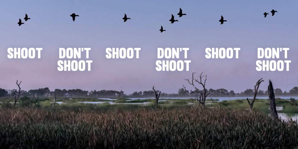 A survey of Victoria’s duck shooters (conducted by the state’s hunting regulator itself) revealed that 80% of shooters cannot identify species they’re permitted to kill and those who are protected - even in the daylight.